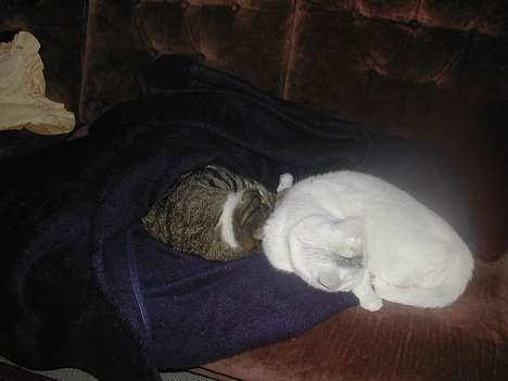 Huskat Yang - Her ligger jeg sammen med min kæreste buller selv om han enlig ikke gider mig. Han ligger under et tæppe så man kan kun lige se hans hoved. billede 15