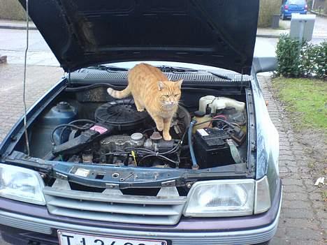 Huskat bimmer  - Ja! Som man siger, "En kat er som sin ejer" og bimse er vidst milijø skadet ;-) billede 12