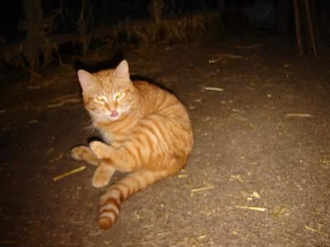 Blanding af racer tulle billede 1