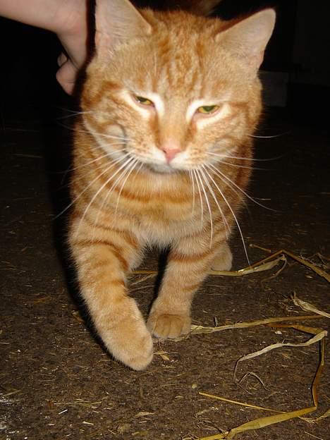 Blanding af racer tulle billede 2