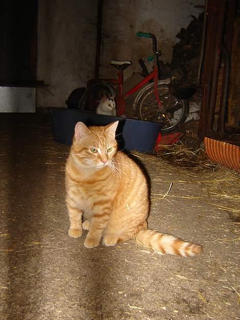 Blanding af racer tulle billede 3