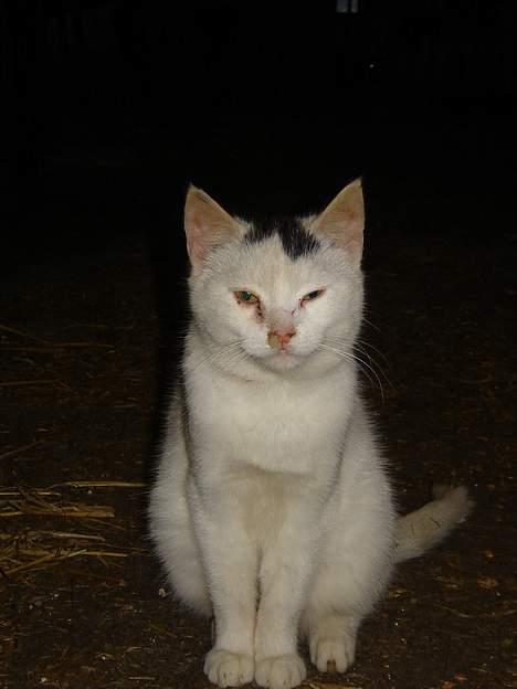 Blanding af racer tulle billede 4