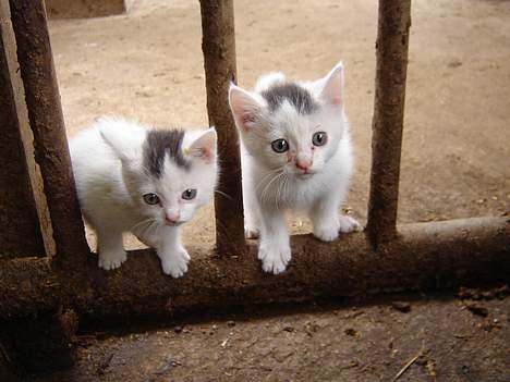 Blanding af racer tulle billede 5