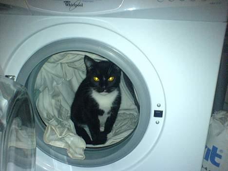 Huskat Mille - Så fandt jeg lige et nyt og hyggeligt sted at putte mig... Hej hej... billede 11