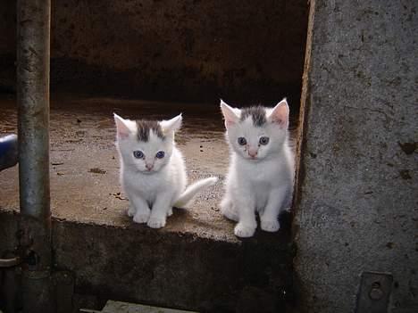 Blanding af racer tulle billede 6