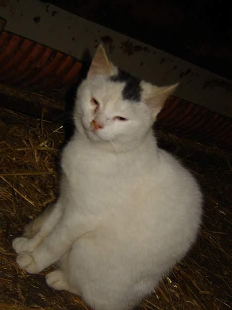 Blanding af racer tulle billede 7