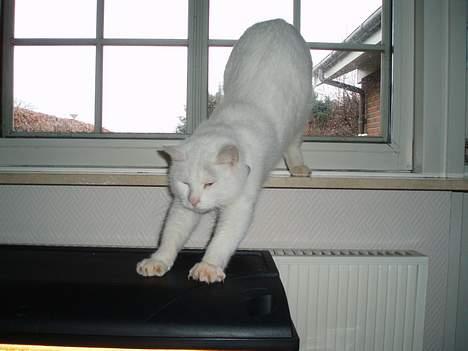 Huskat Skygge Faxe billede 17