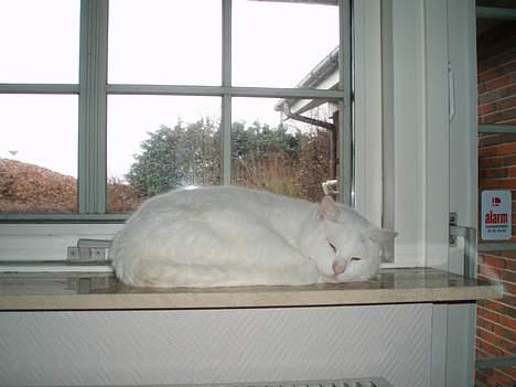 Huskat Skygge Faxe billede 18