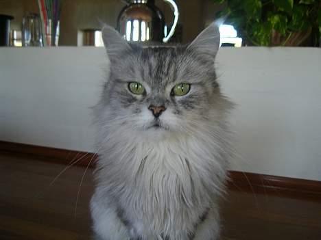 Maine Coon Kitty - Her er kitty der kigger ind i kammeraet.. billede 1