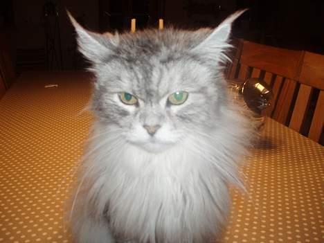 Maine Coon Kitty - Her sider Kitty på bordet fordi hunden ville lege... billede 2