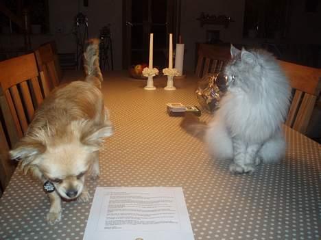 Maine Coon Kitty - Kitty og hunden er kun en gang imellem venner billede 3