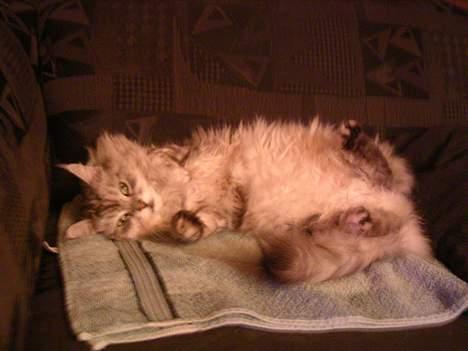 Maine Coon Kitty - Kitty er meget gammel så hun sover næsten altid billede 4