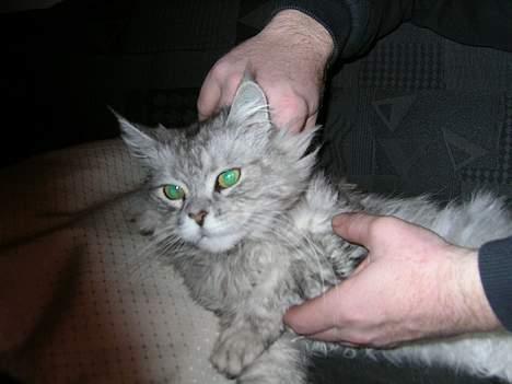 Maine Coon Kitty billede 5