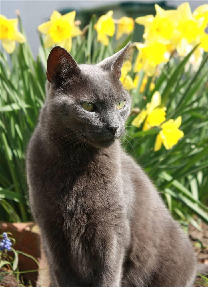 Huskat Figaro  - Min fantastiske kat :i Fotograf; JMP© billede 1