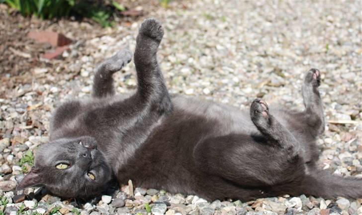 Huskat Figaro  - Hygger sig ude i solen :) Fotograf; JMP© billede 2