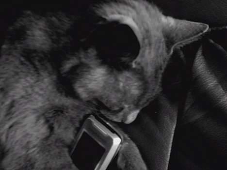 Huskat Figaro  - Figaro kan godt lide mobiler (: billede 3