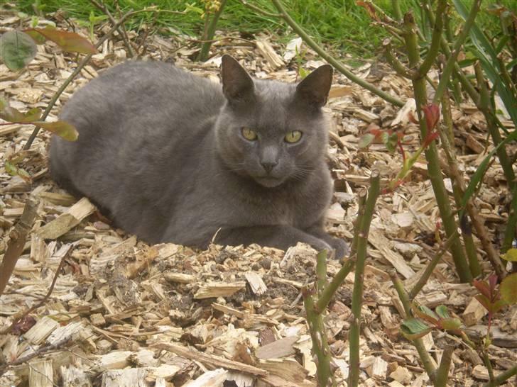 Huskat Figaro  - Slapper af. billede 4