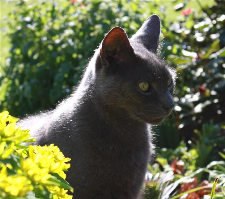 Huskat Figaro  - :) Fotograf; JMP© billede 5