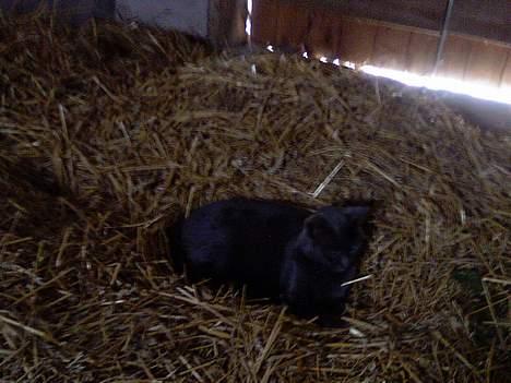 Huskat Figaro  - Figaro oppepå halmloftet. Han ligger sig altid i det løse halm og laver sig en lille "kurv" ;p billede 6