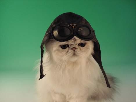 Perser Aske billede 2