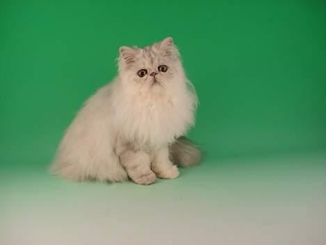 Perser Aske billede 3