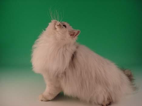 Perser Aske billede 4