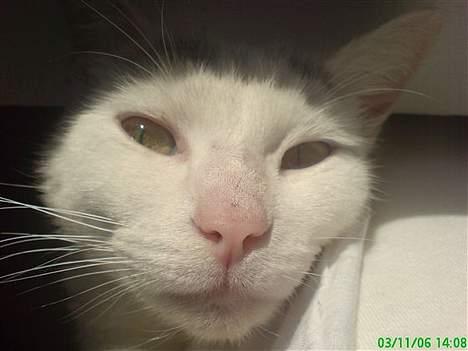 Huskat Benjamina - Benjamina billede 1