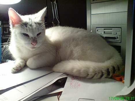 Huskat Benjamina billede 3