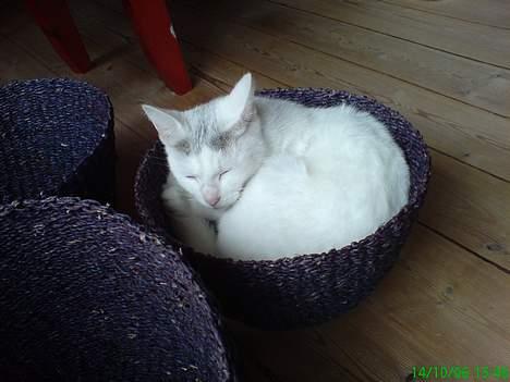 Huskat Benjamina billede 4