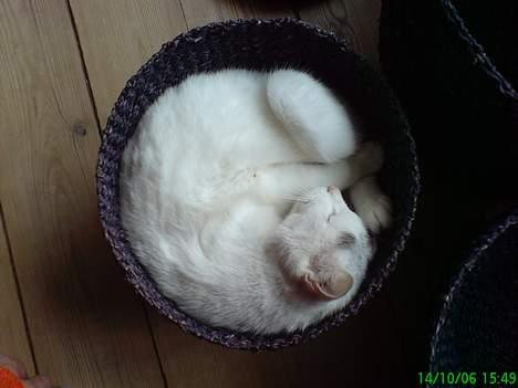 Huskat Benjamina billede 5