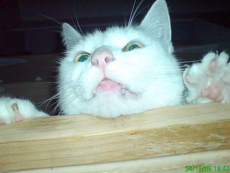 Huskat Benjamina billede 6