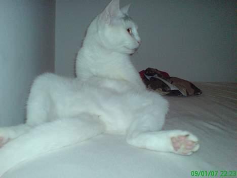 Huskat Benjamina - Bamsen ser tv  billede 7