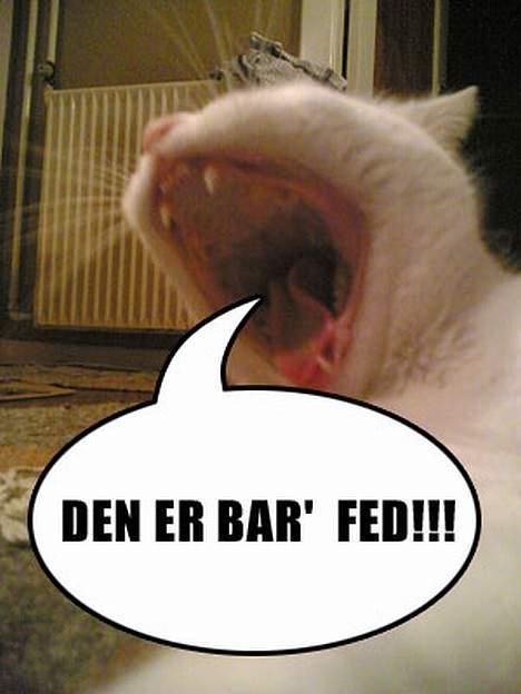 Huskat Benjamina billede 8