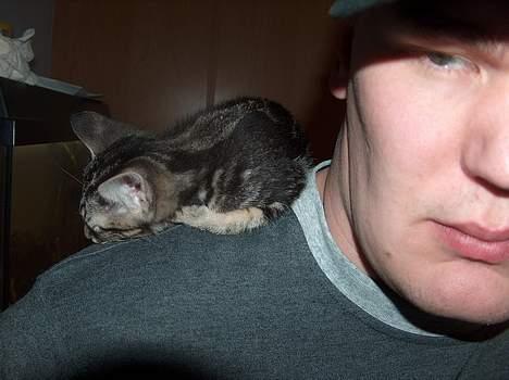 Blanding af racer killing - go´nat billede 3