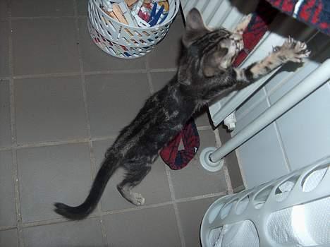 Blanding af racer killing billede 4