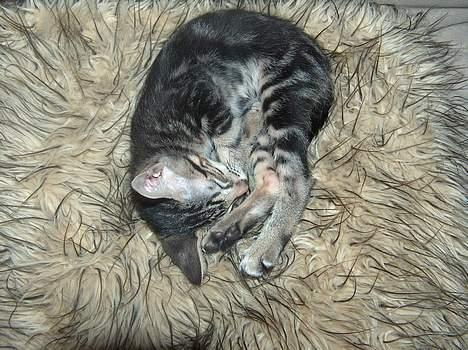 Blanding af racer killing - go´nat billede 5