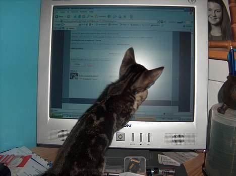 Blanding af racer killing - jaaaa jeg skal på kattegalleri =) billede 6