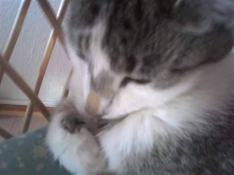 Huskat futte - super´mis <3 billede 1