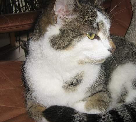 Huskat futte - super´mis <3 billede 2