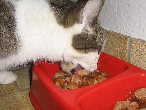 Huskat futte - super´mis <3 billede 3