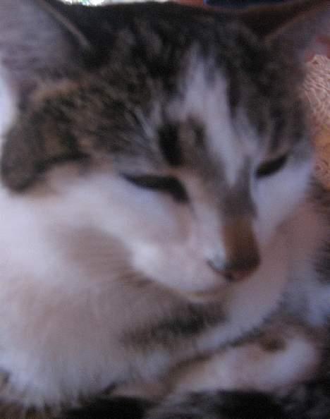 Huskat futte - super´mis <3 billede 4