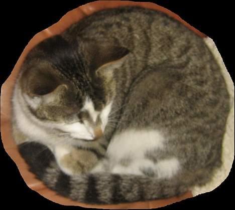 Huskat futte - super´mis <3 billede 5