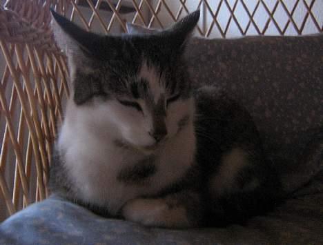 Huskat futte - super´mis <3 billede 6