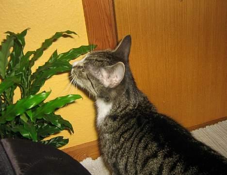 Huskat chika - mmh, de dufter qodt (: billede 1