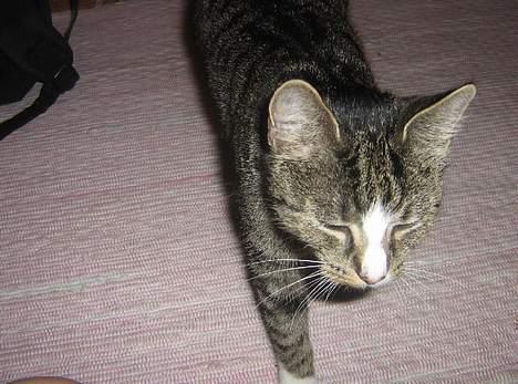 Huskat chika - jeq er liqe på vej hen til mor :b billede 2