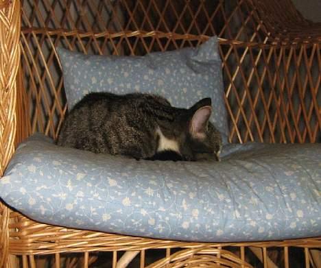 Huskat chika - dejliqt med en lur! :) billede 3