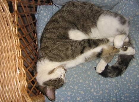 Huskat futte - super´mis <3 billede 7