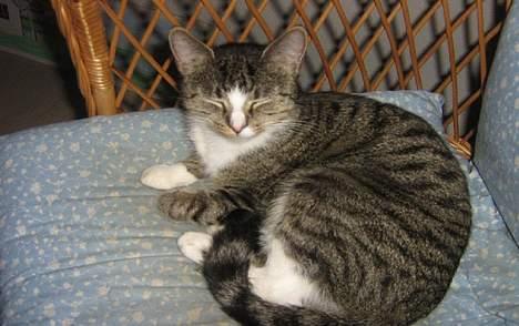 Huskat chika - her liqqer jeq så i min yndlinqsstol :) billede 4