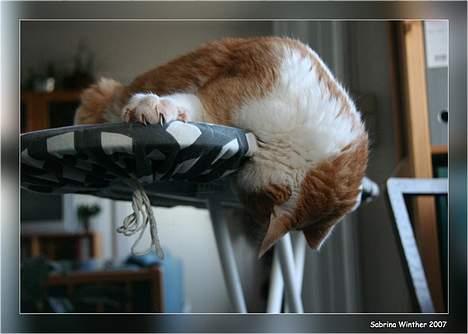 Huskat Felix R.I.P. - Hvad gemmer sig under strygebrættet? billede 14