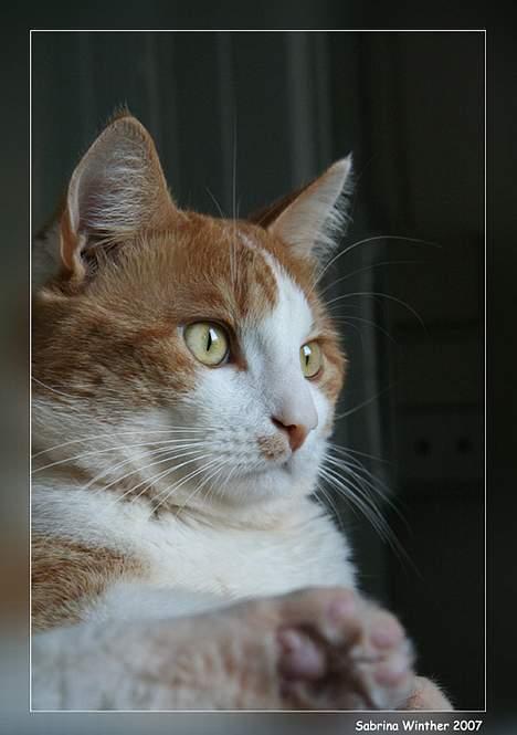 Huskat Felix R.I.P. - Gad vide hvad der sker derude? billede 16